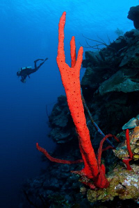 Red sponge and diver by Paul Colley 
